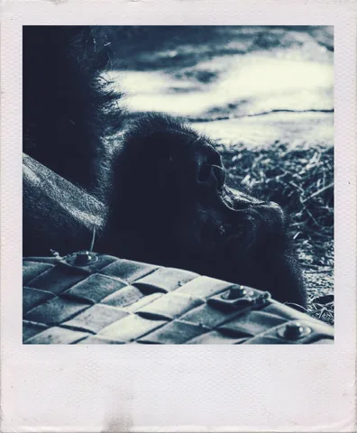 Gorilla
